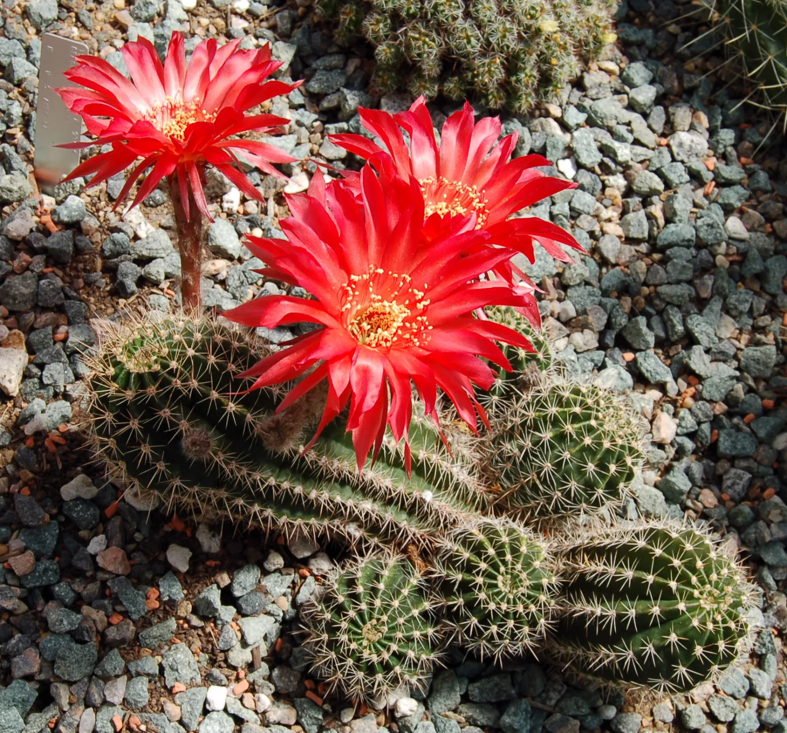 Echinopsis Infinity