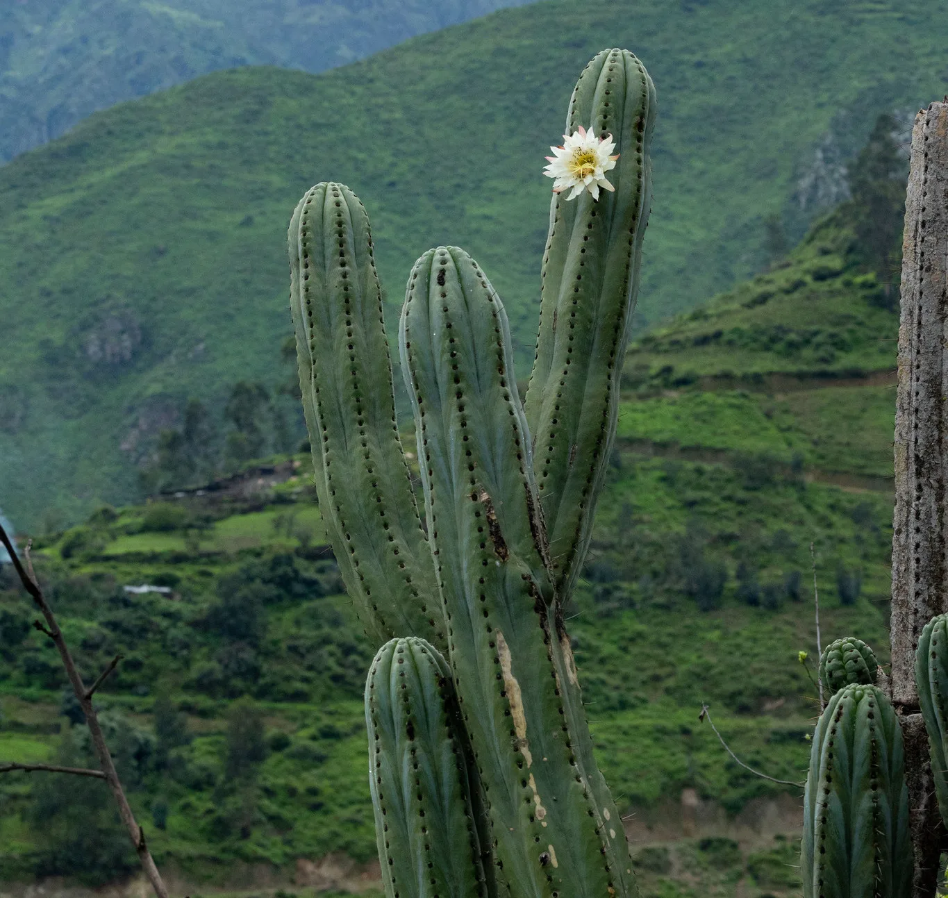 Trichocereus peruvianus