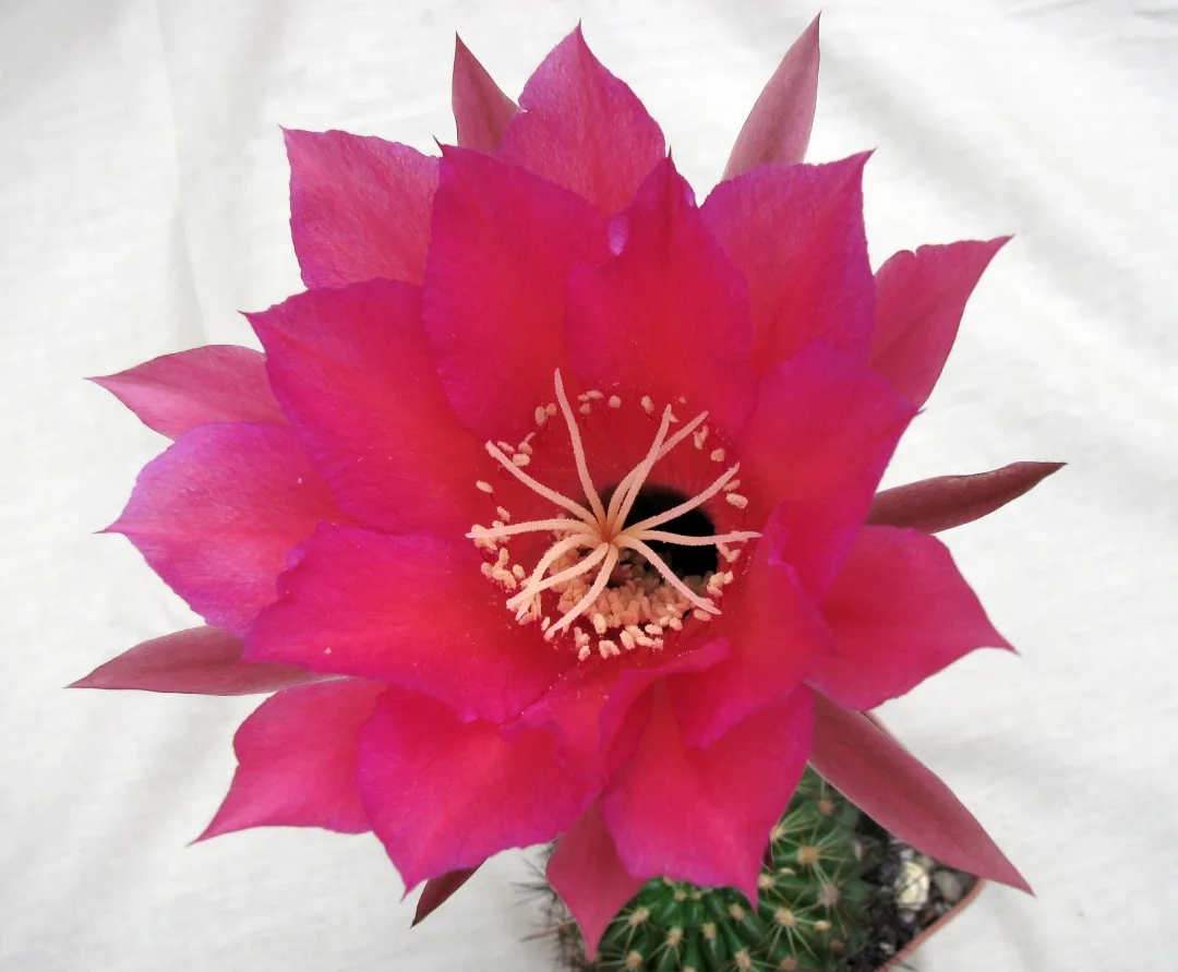 Echinopsis kermesina