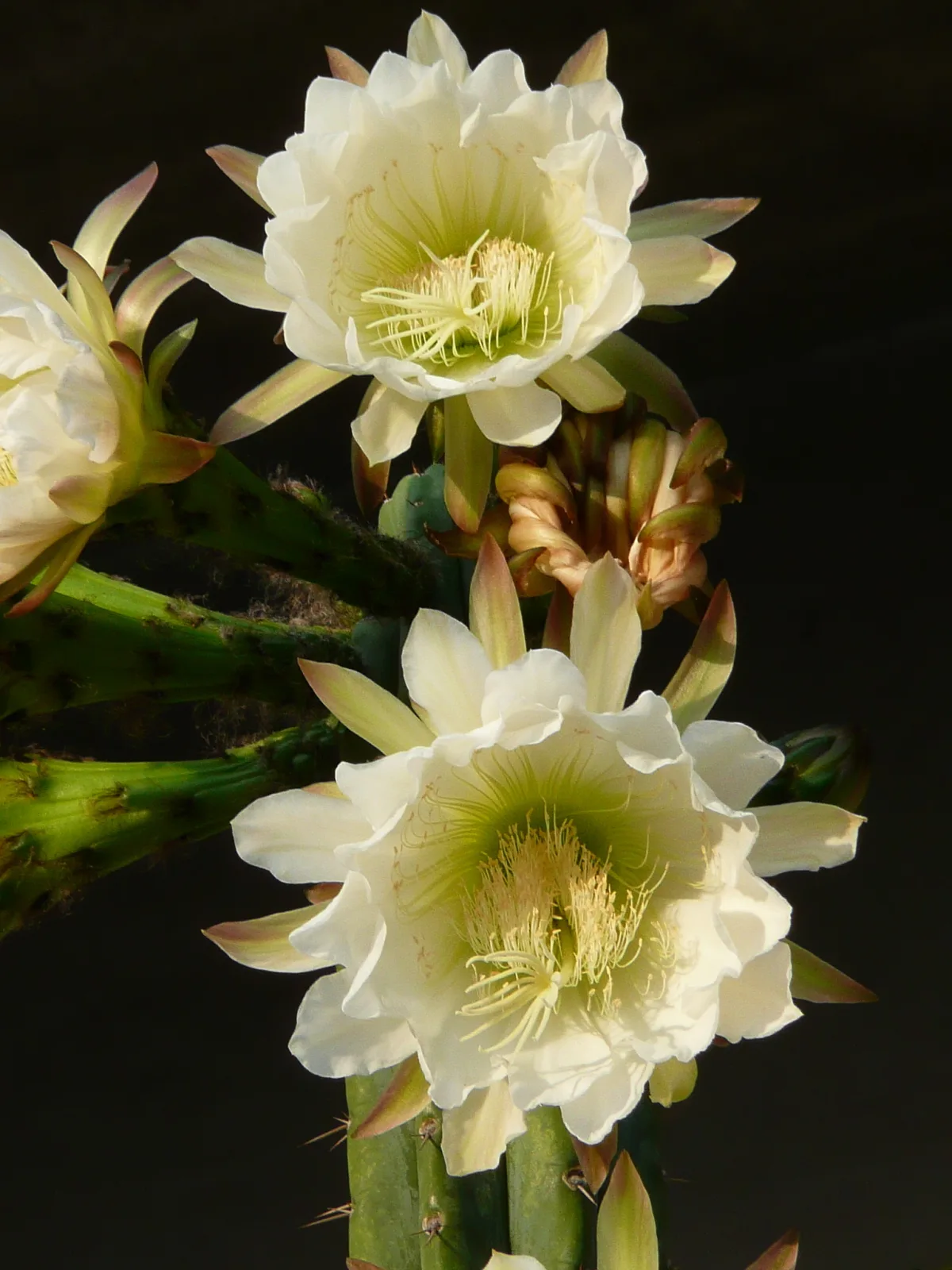 Trichocereus pachanoi