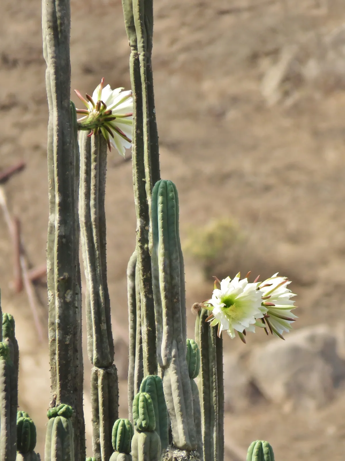 Trichocereus pachanoi