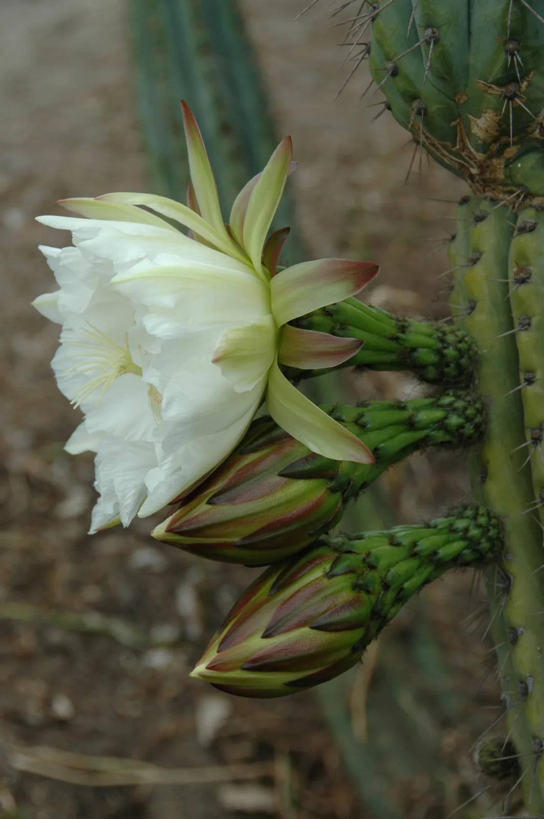 Trichocereus peruvianus