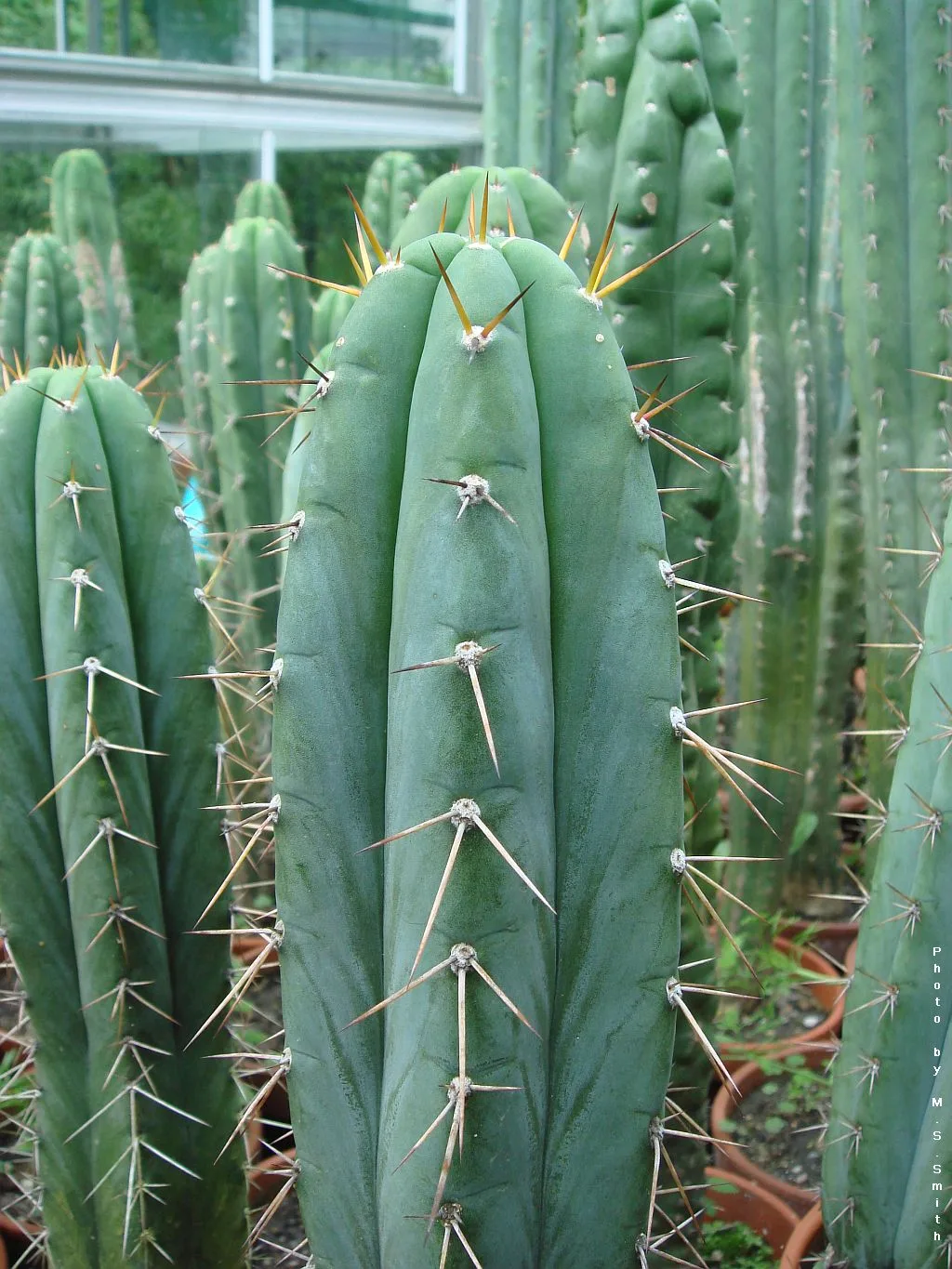 Trichocereus peruvianus