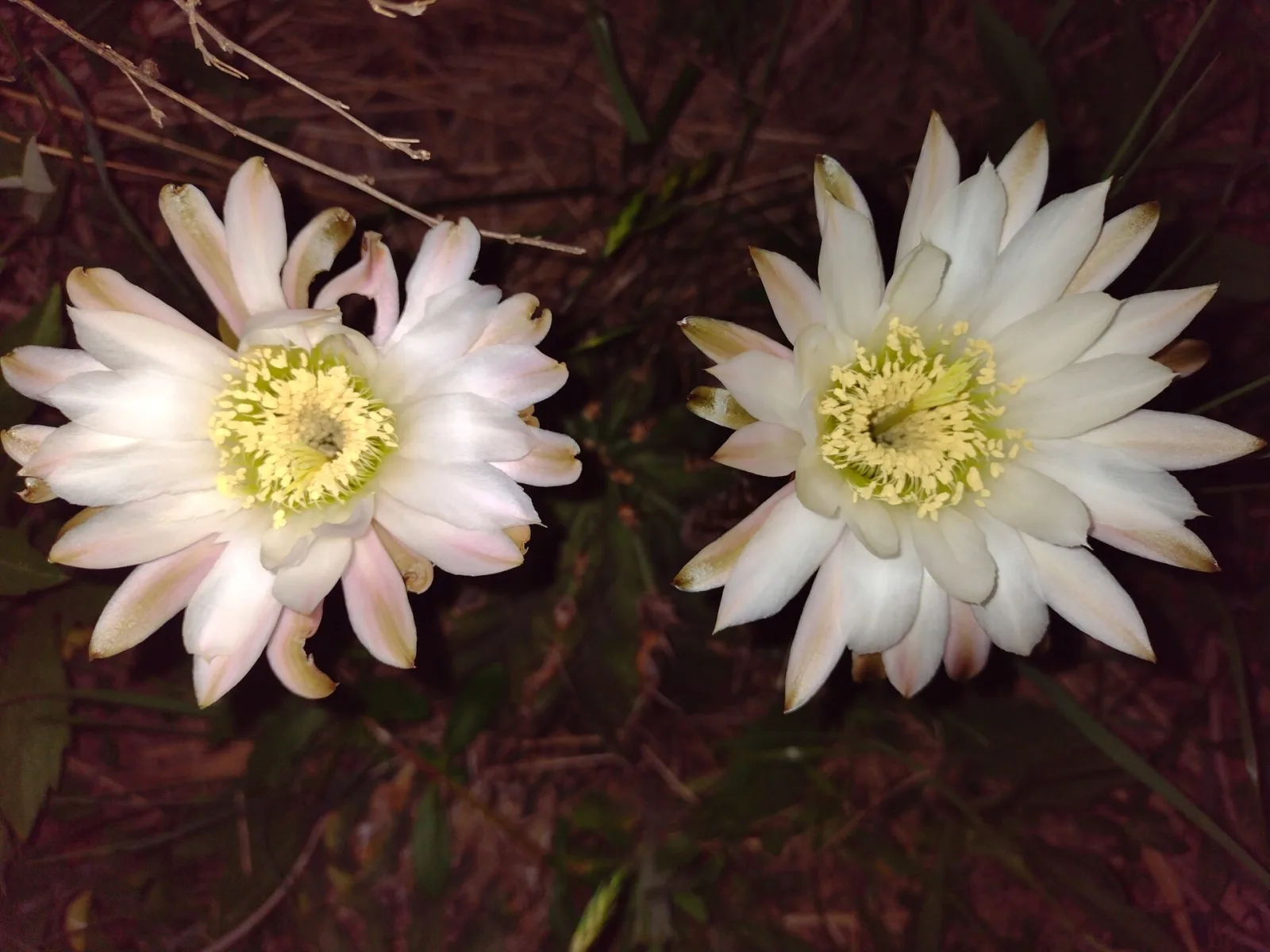 Echinopsis rhodotricha