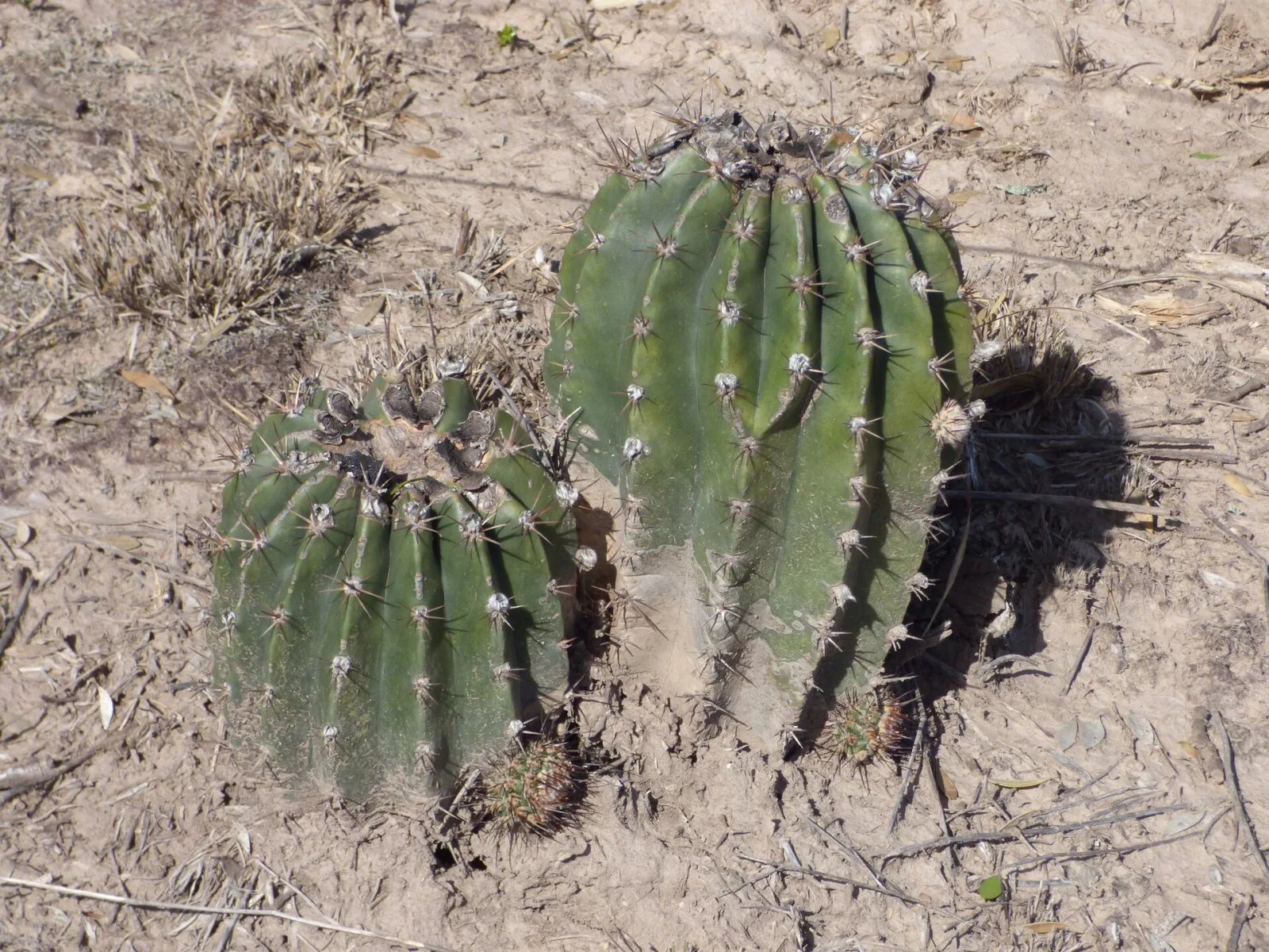 Echinopsis rhodotricha