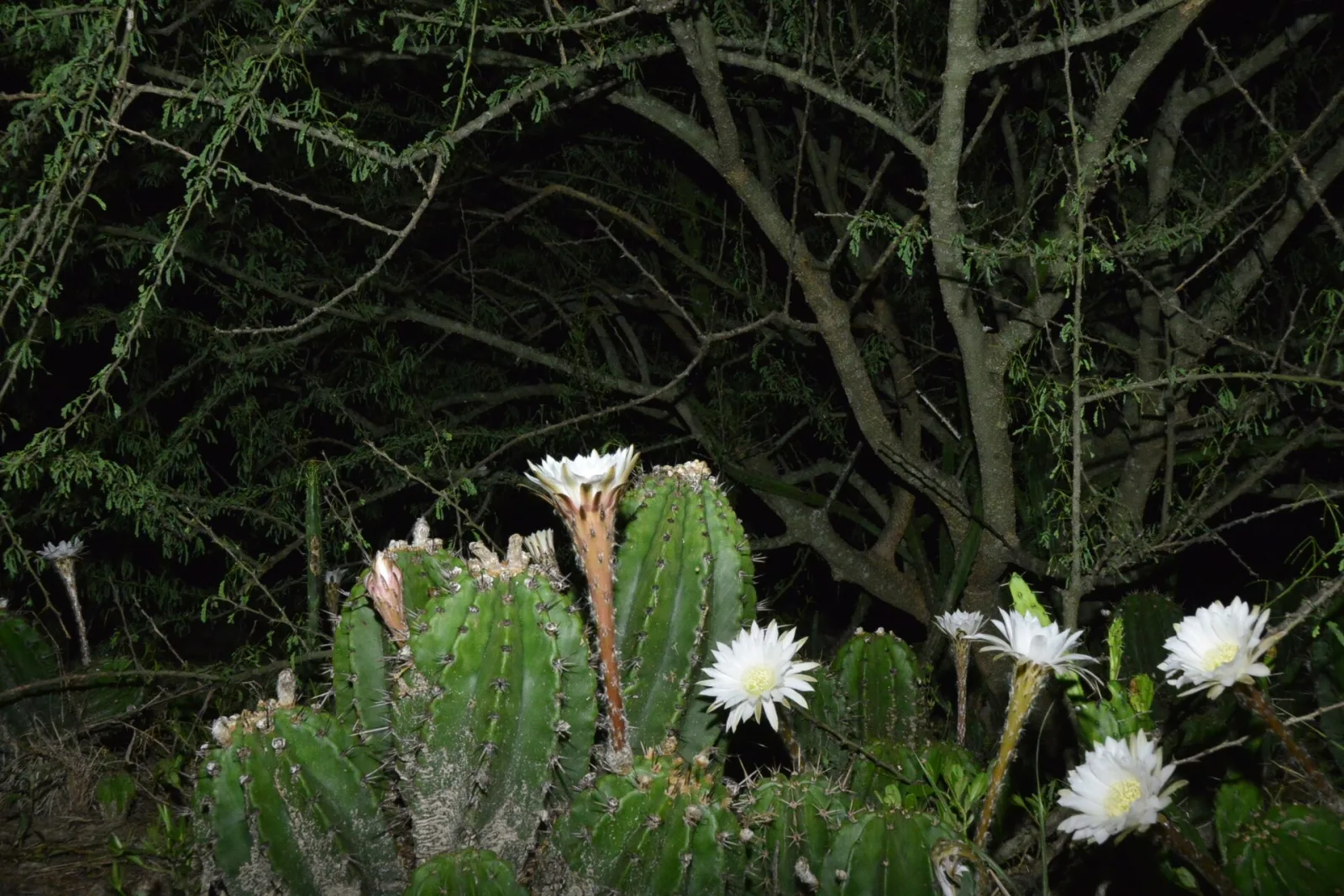 Echinopsis rhodotricha