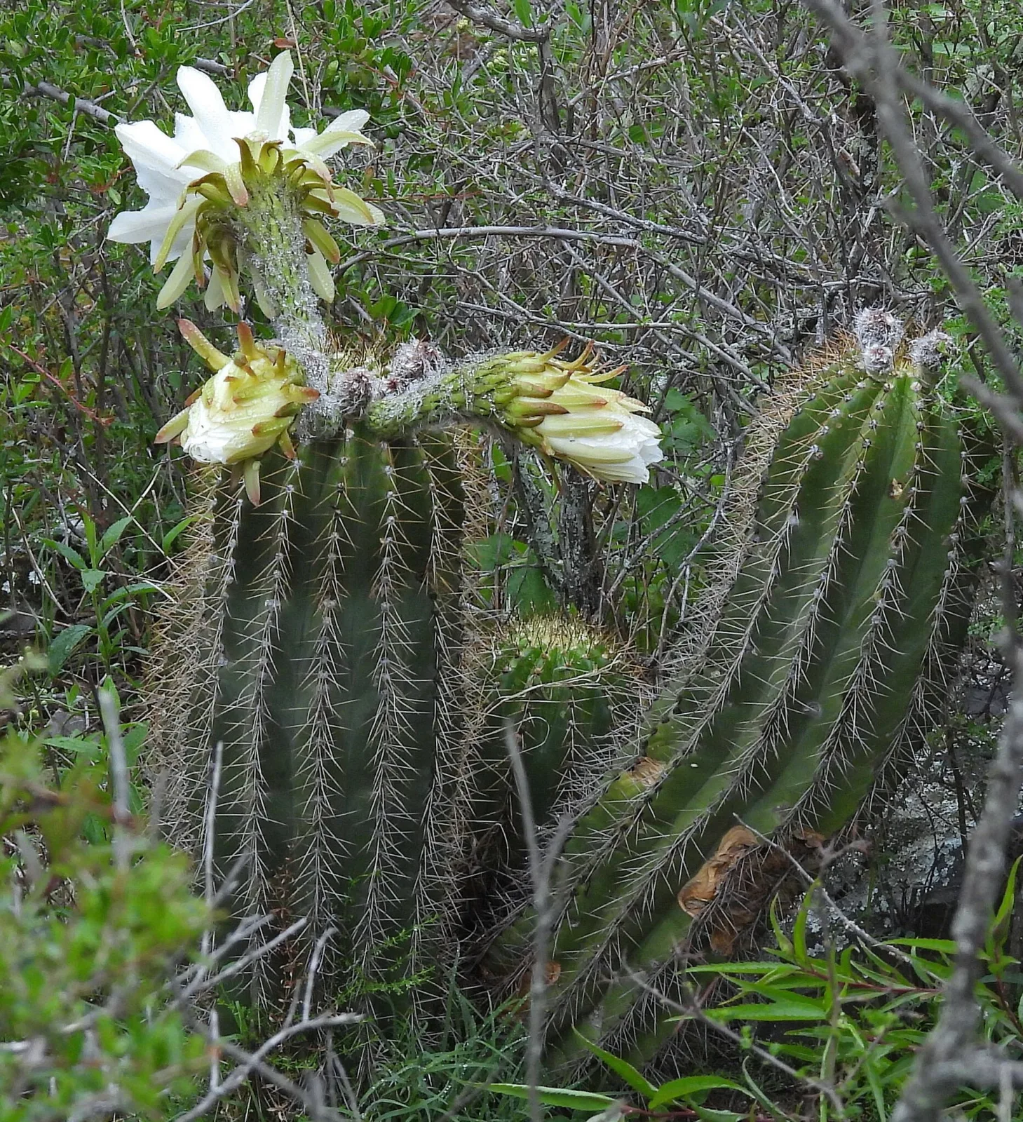 Echinopsis schickendantzii
