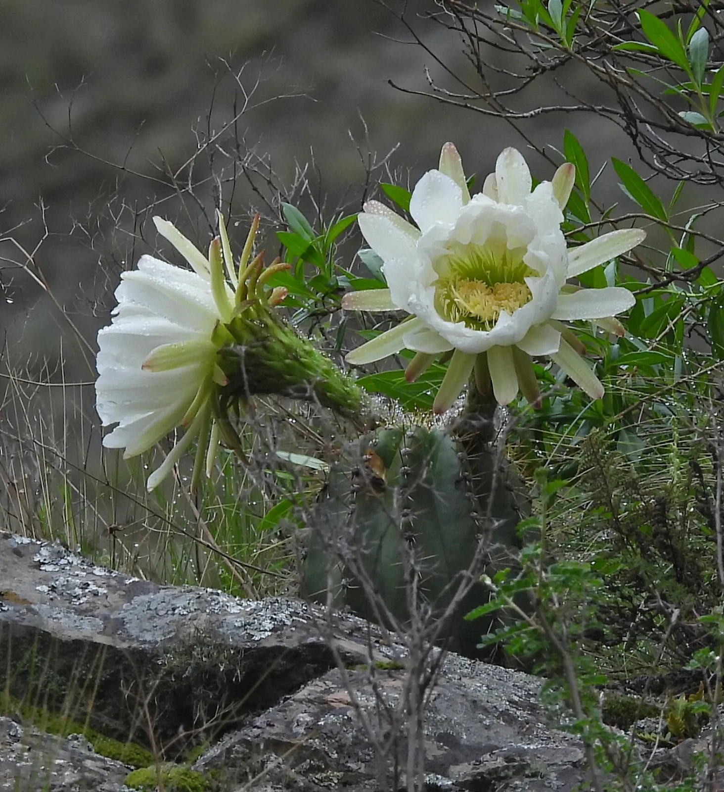 Echinopsis schickendantzii