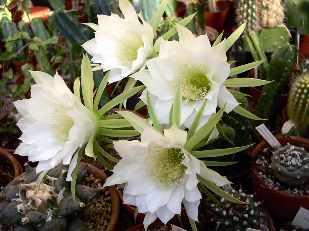 Echinopsis subdenudata