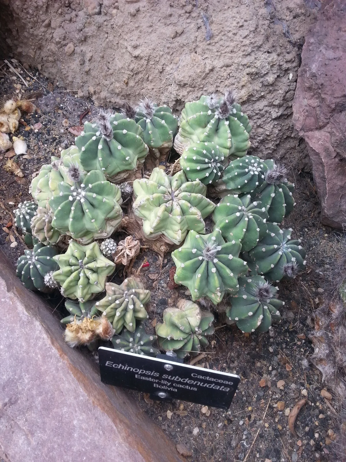 Echinopsis subdenudata