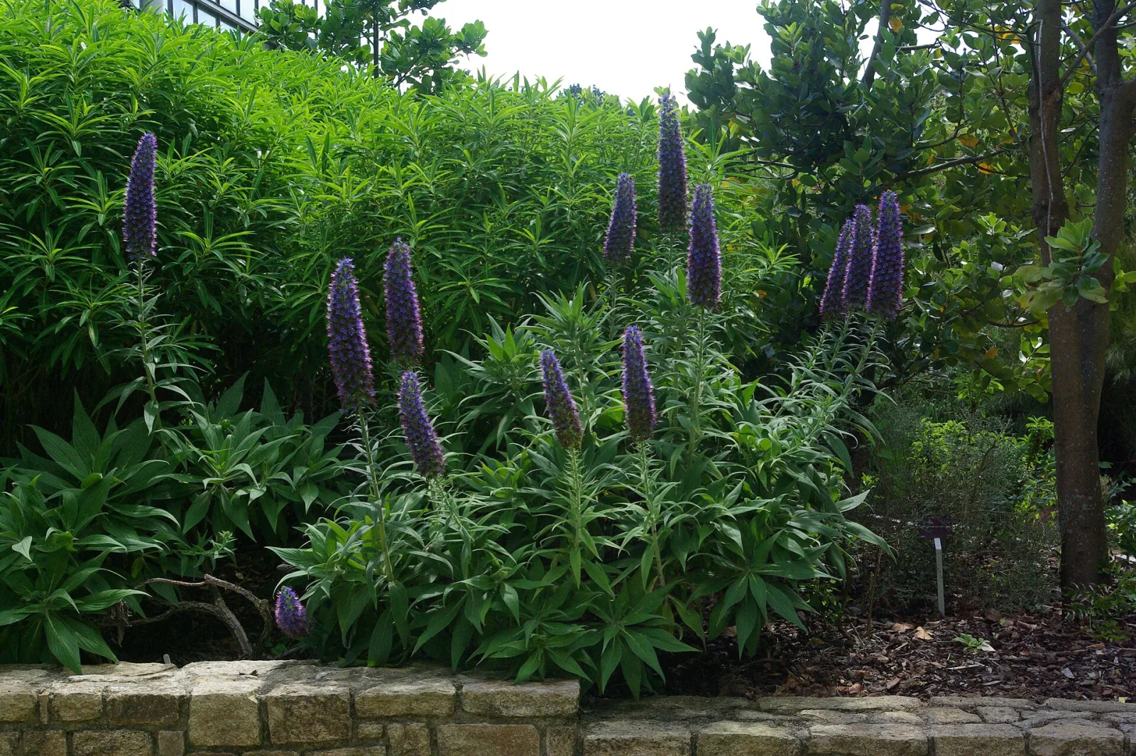 Echium candicans