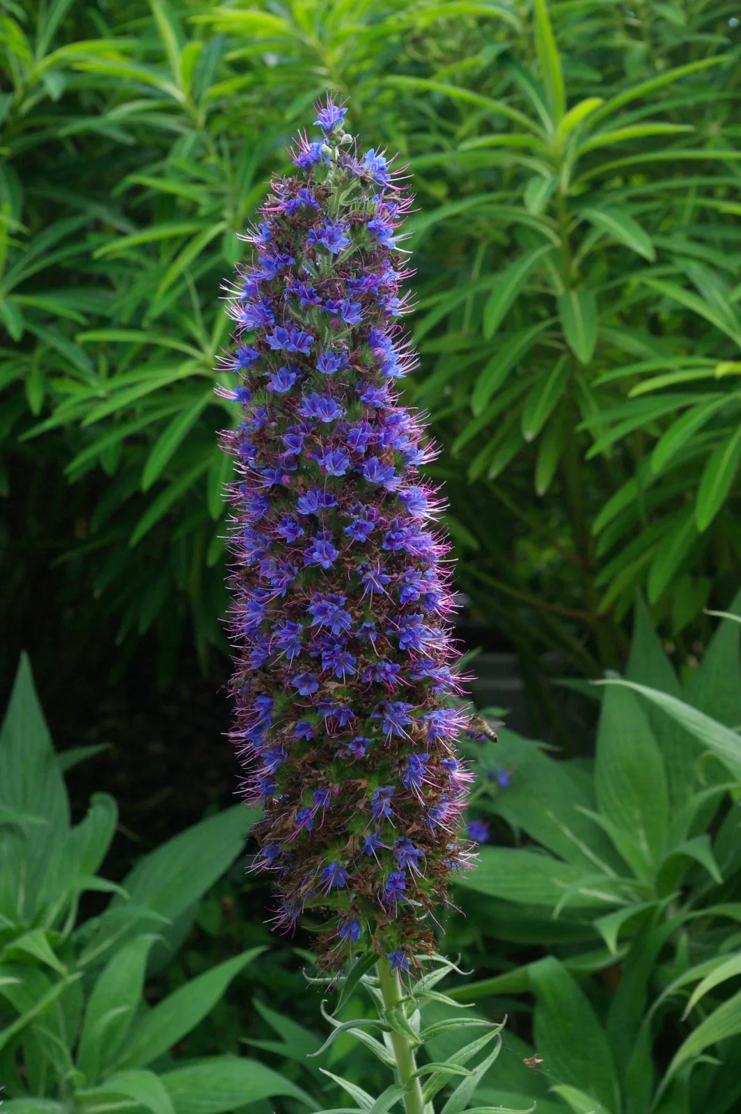 Echium candicans