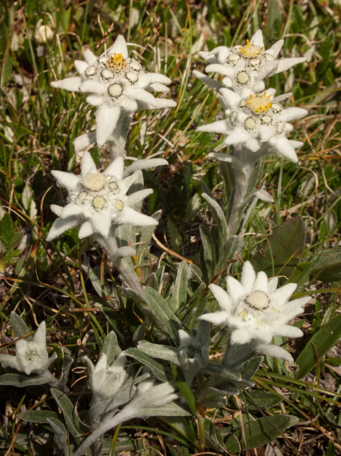 Leontopodium alpinum Edelweiss