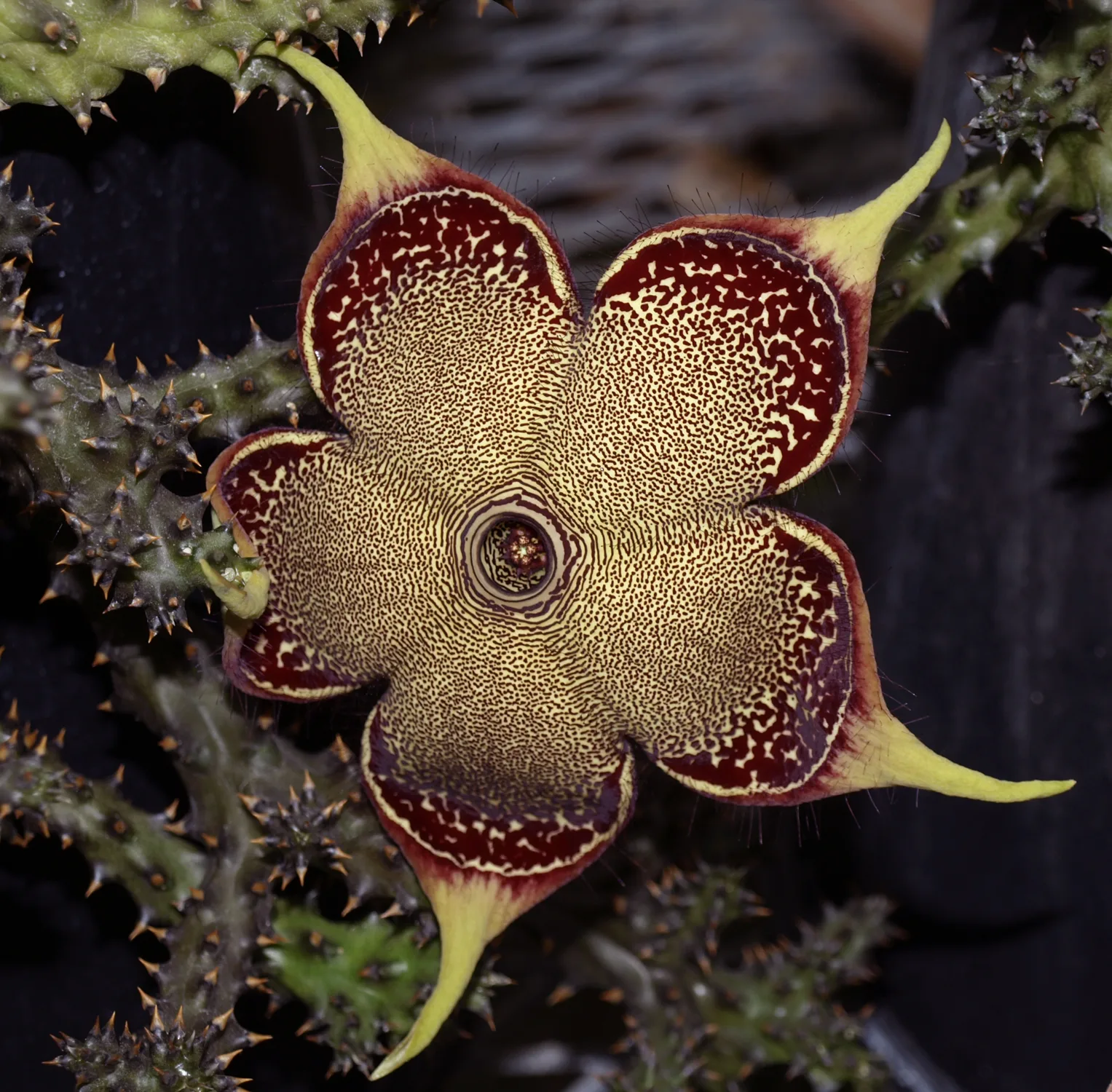 Edithcolea grandis