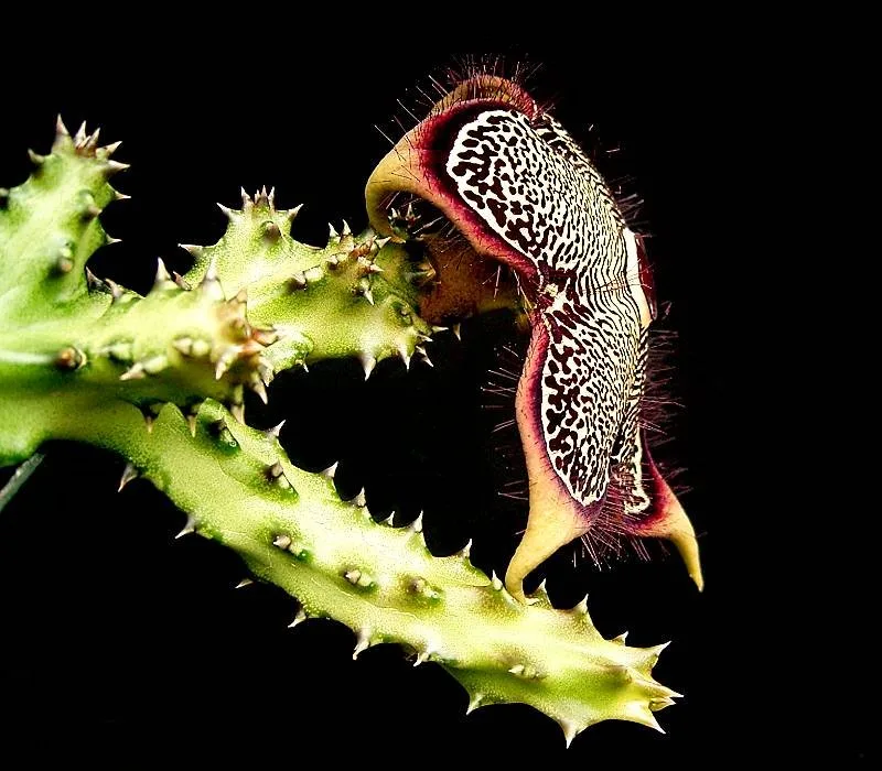 Edithcolea grandis