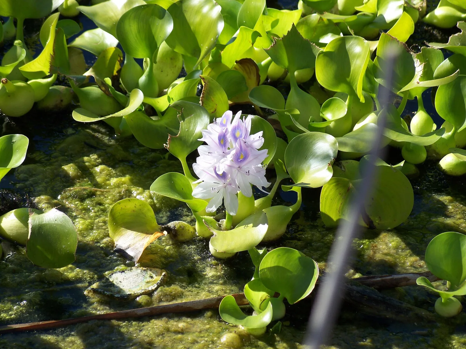 Eichhornia crassipes