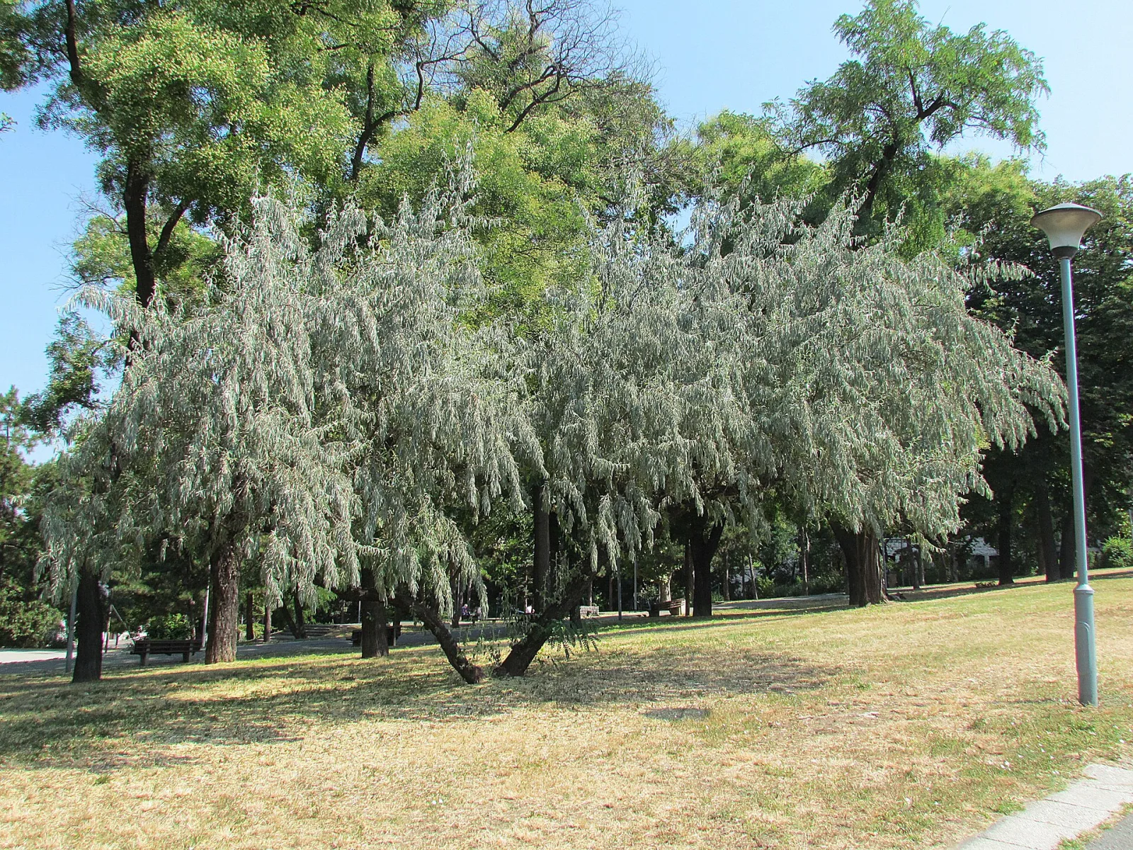 Elaeagnus angustifolia