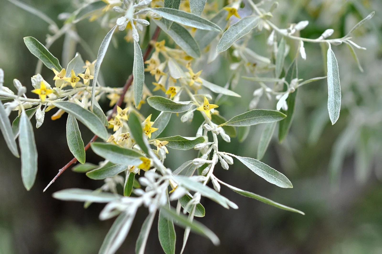 Elaeagnus angustifolia