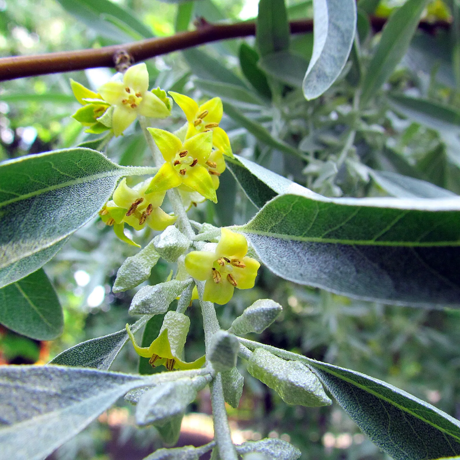 Elaeagnus angustifolia