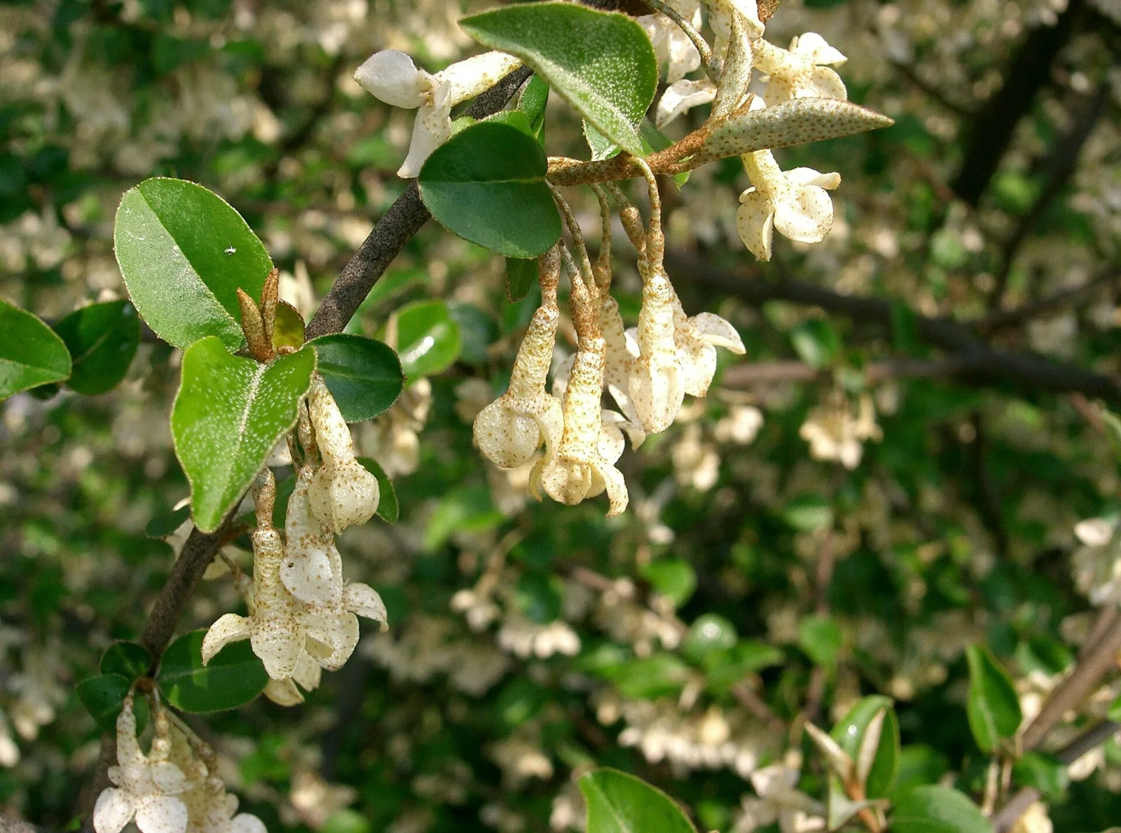 Elaeagnus multiflora