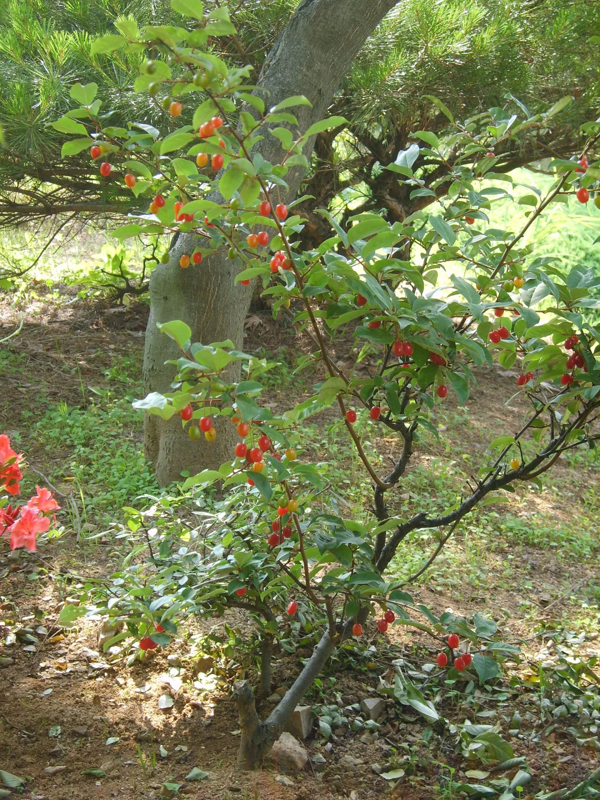 Elaeagnus multiflora