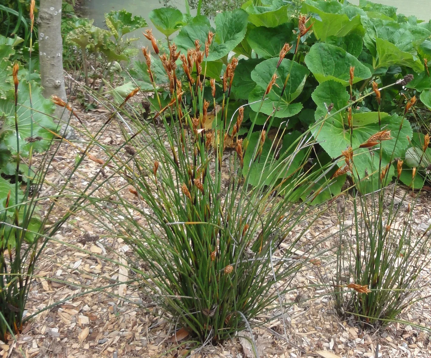 Elegia cuspidata
