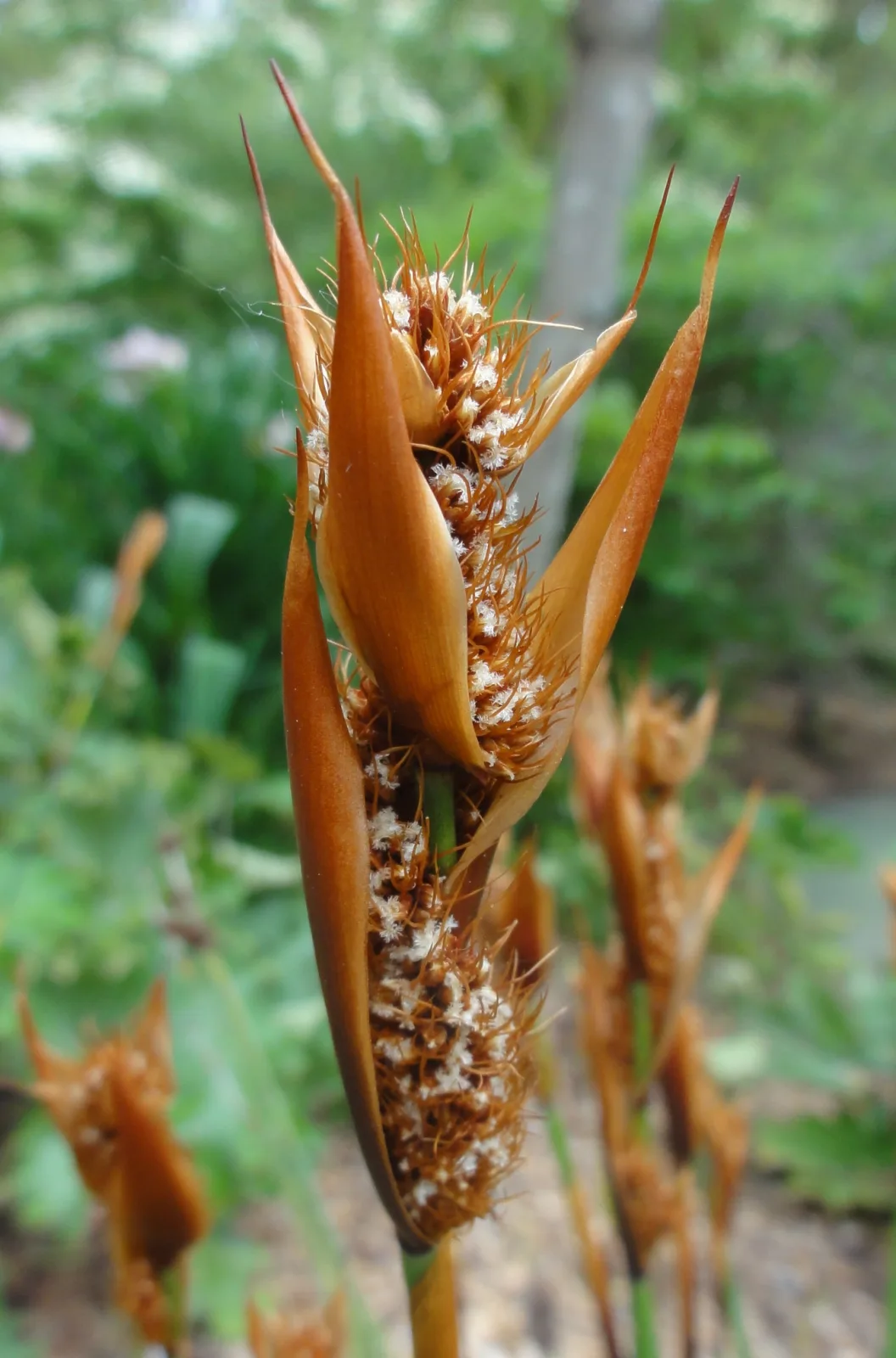 Elegia cuspidata