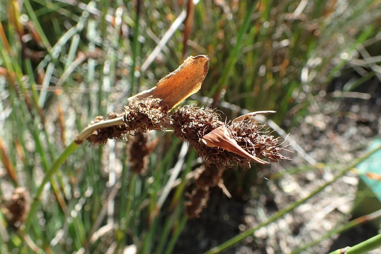 Elegia cuspidata