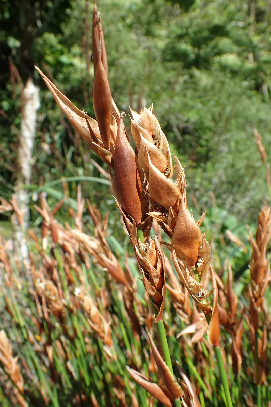 Elegia equisetacea
