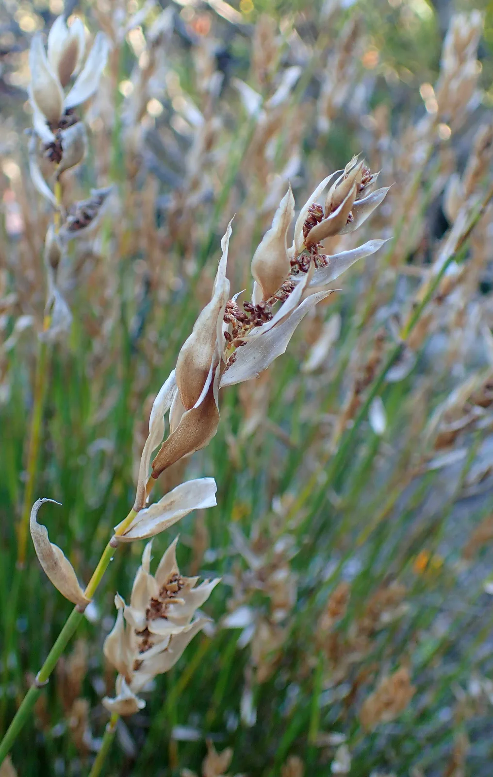 Elegia fistulosa