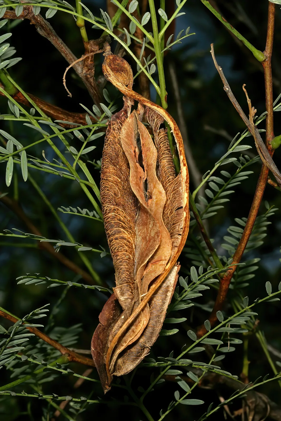 Elephantorrhiza burkei