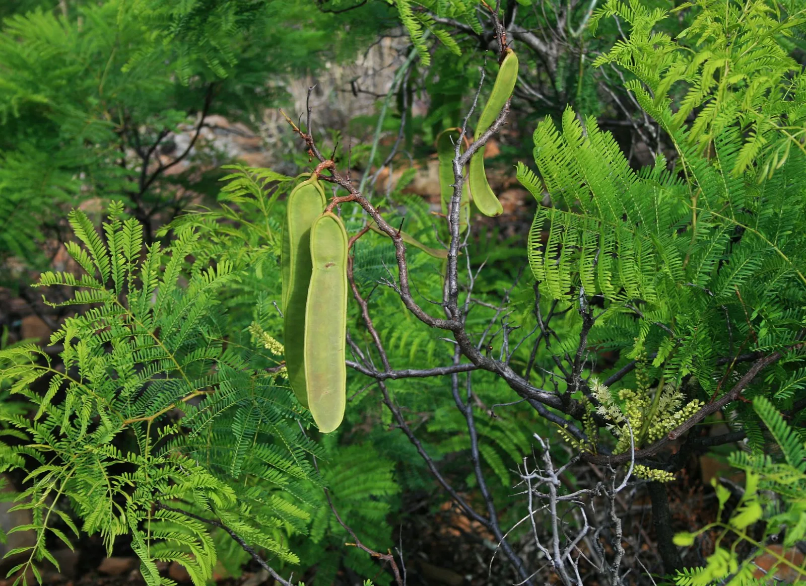 Elephantorrhiza burkei