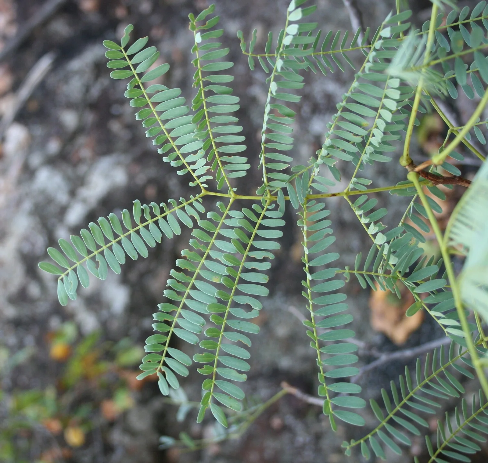 Elephantorrhiza burkei