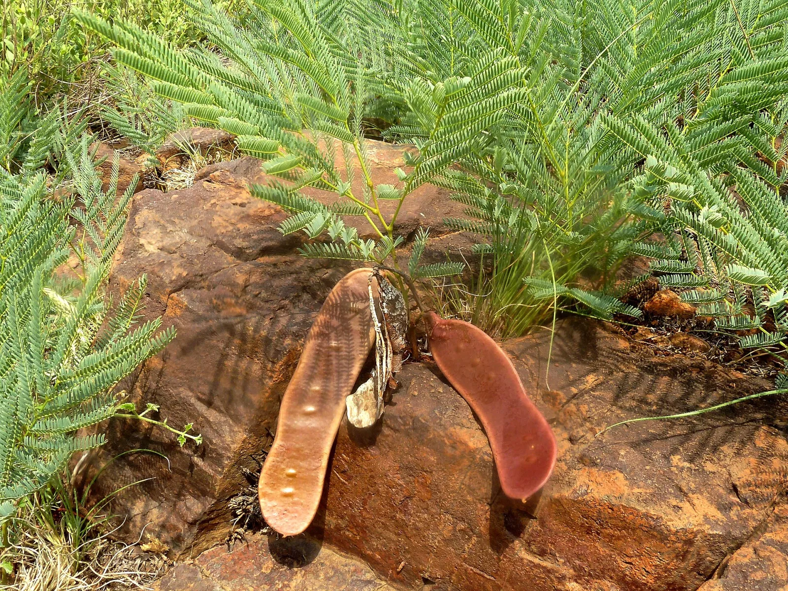 Elephantorrhiza elephantina