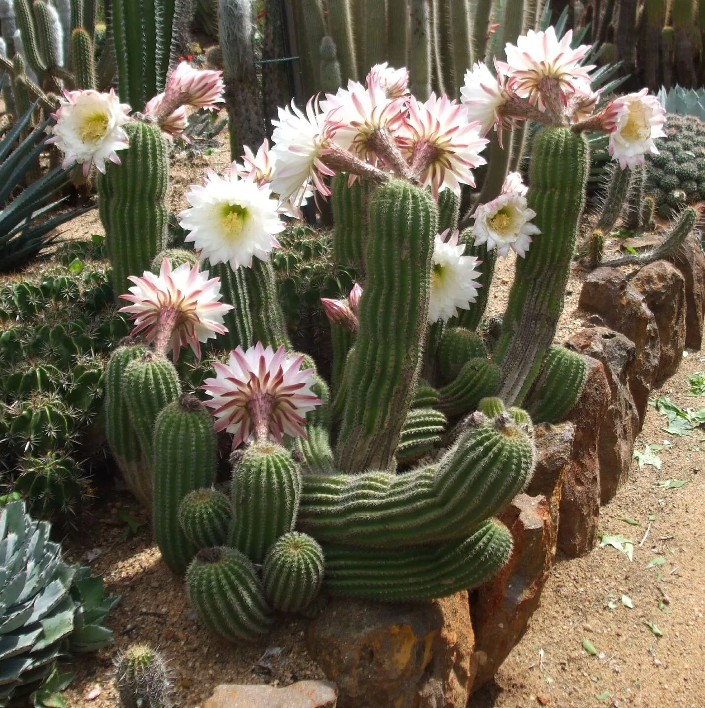 Echinopsis schickendantzii