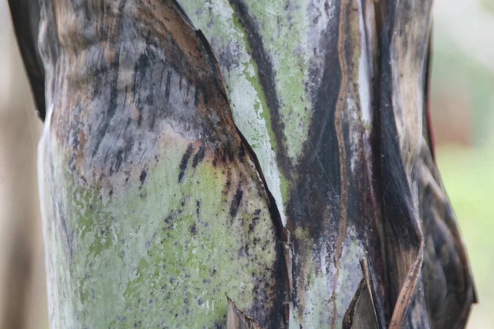 Ensete glaucum