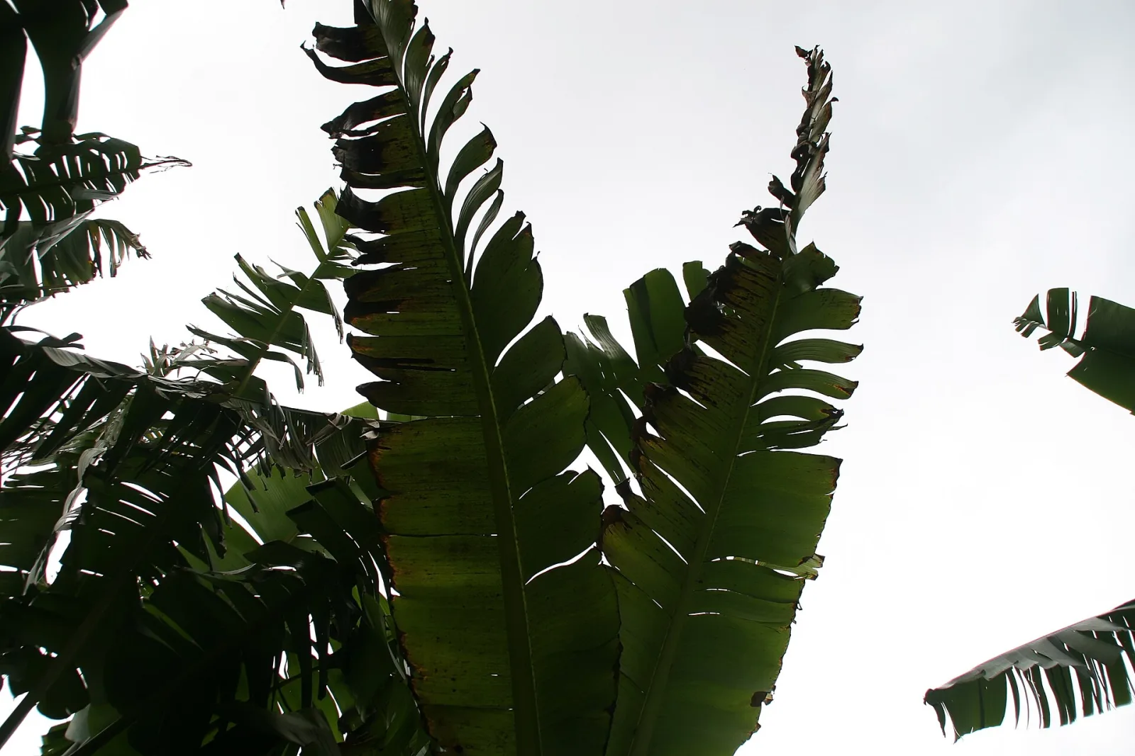 Ensete glaucum