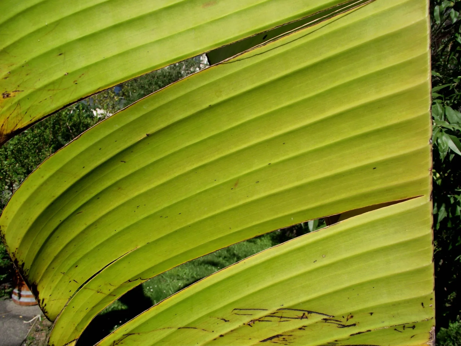 Ensete ventricosum