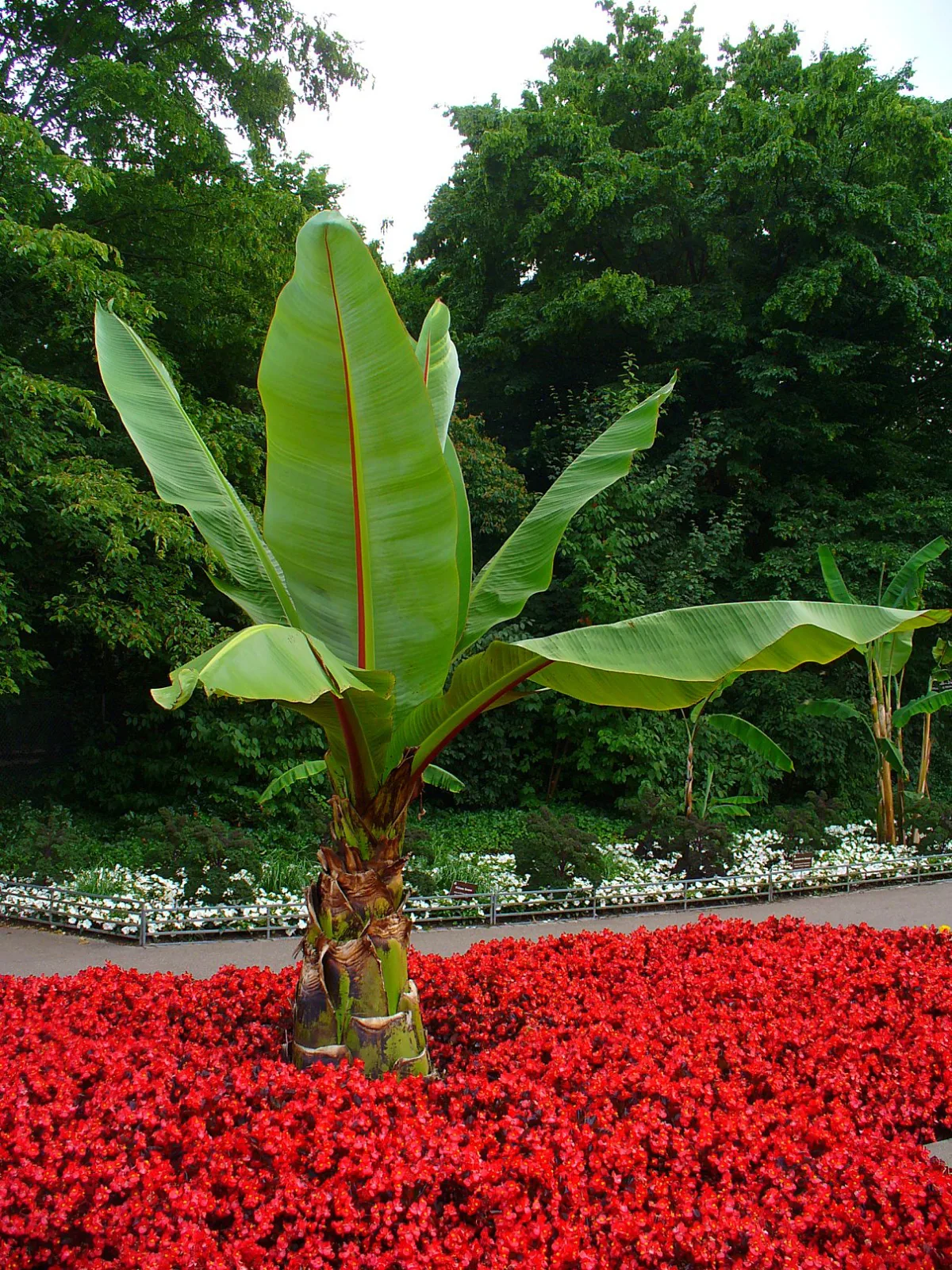 Ensete ventricosum