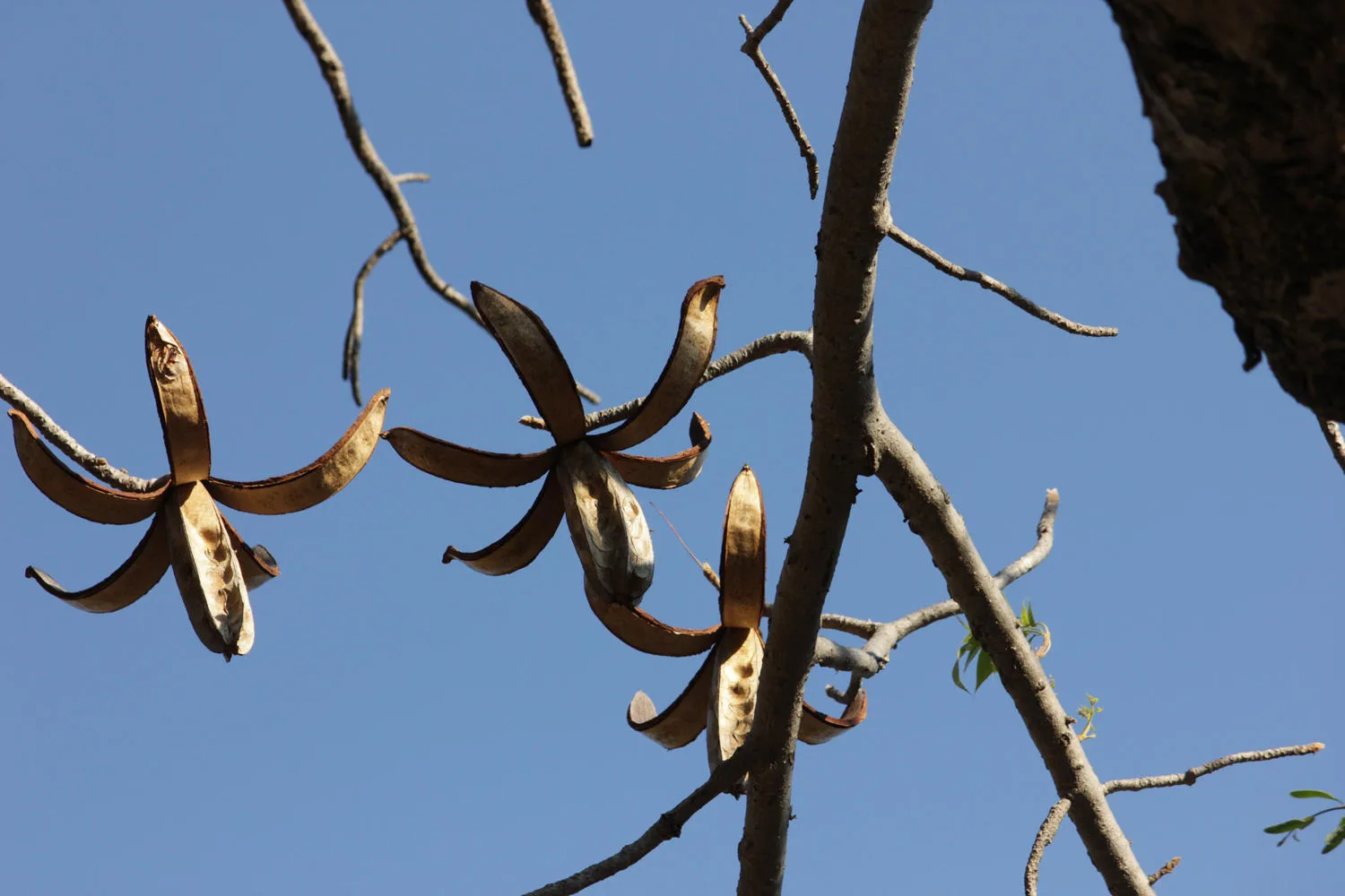 Entandrophragma caudatum