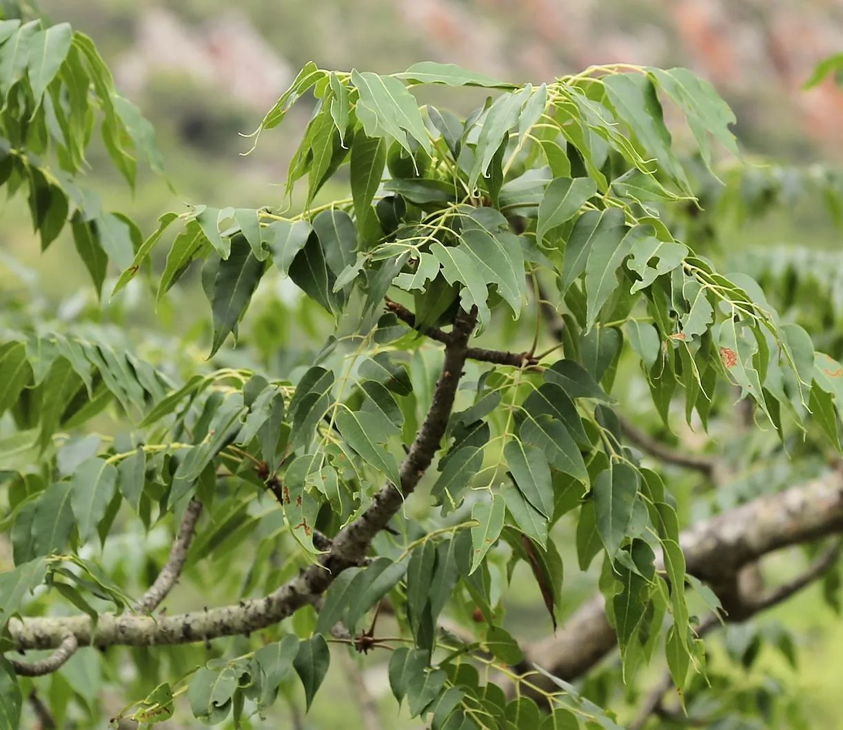Entandrophragma caudatum