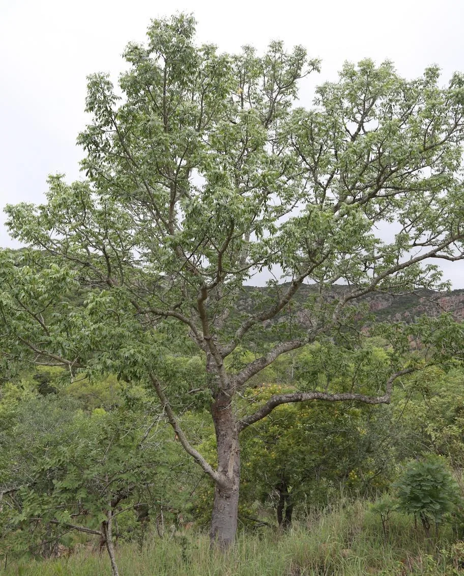 Entandrophragma caudatum