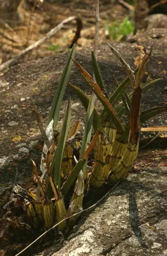 Eulophia petersii