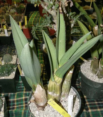 Eulophia petersii