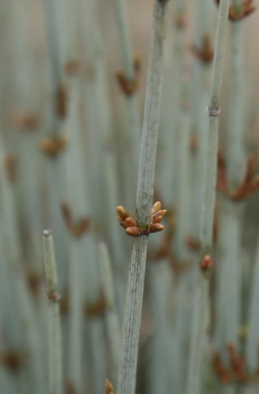 Ephedra intermedia