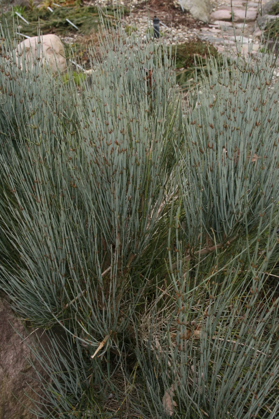 Ephedra intermedia