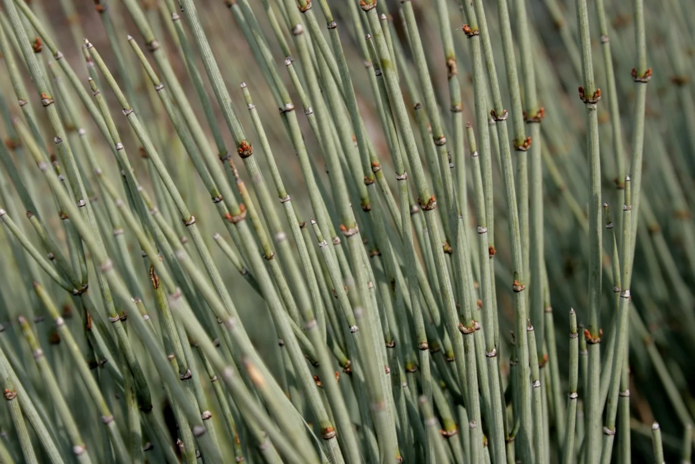 Ephedra intermedia