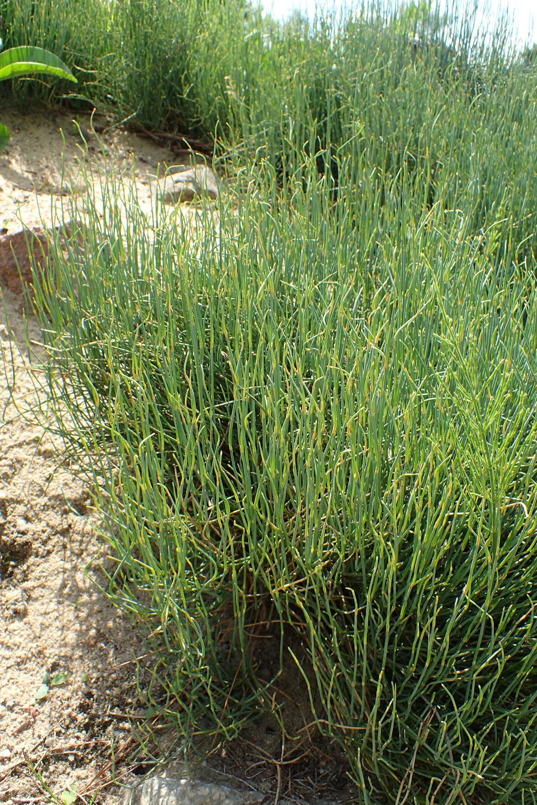 Ephedra sinica