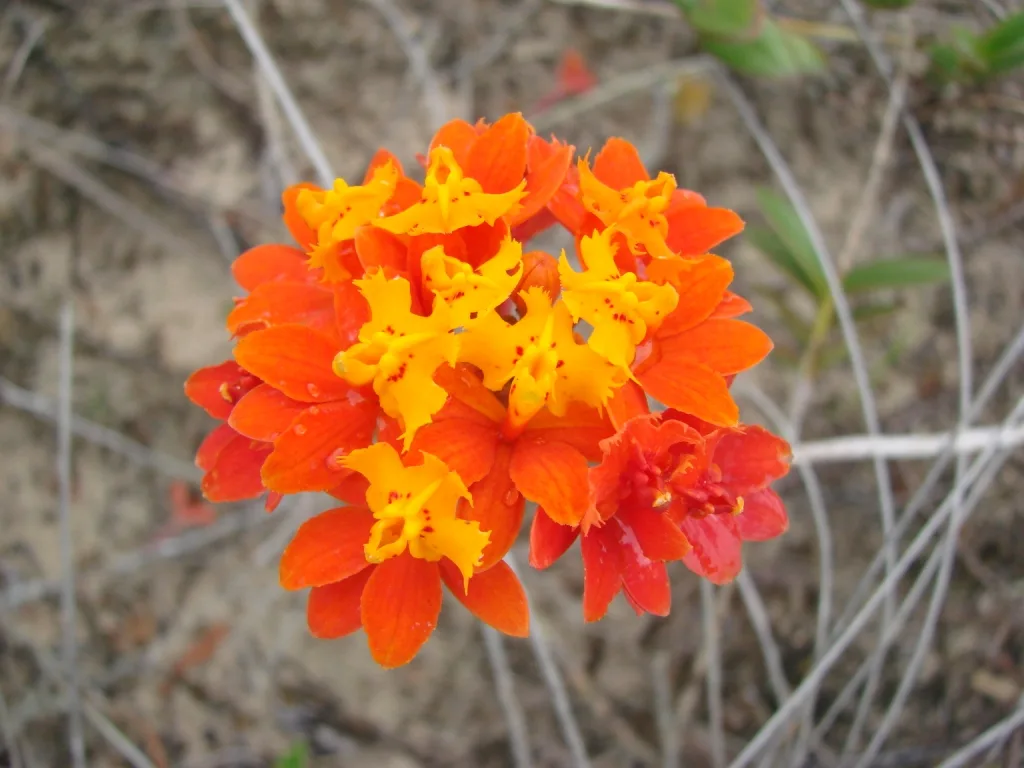 Epidendrum fulgens