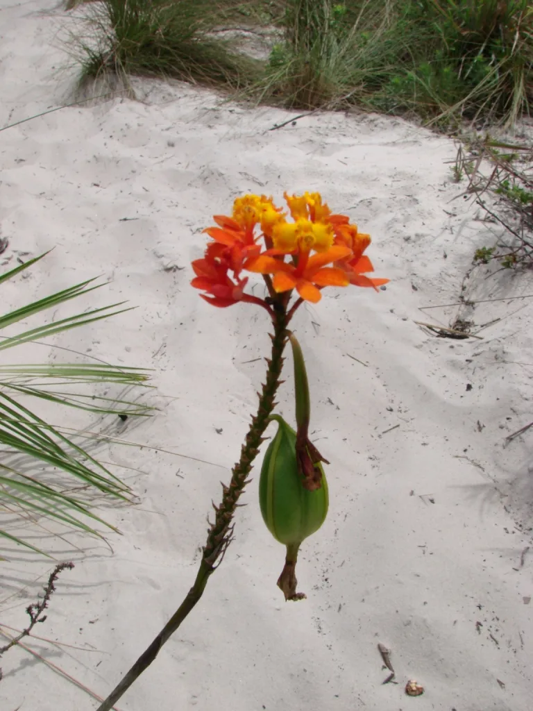 Epidendrum fulgens